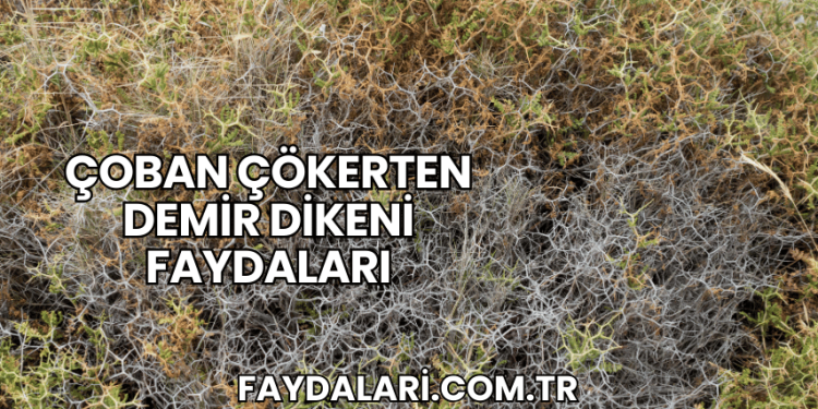 Çoban Çökerten Demir Dikeni Faydaları