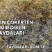 Çoban Çökerten Demir Dikeni Faydaları