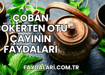 Çoban Çökerten Otu Çayının Faydaları