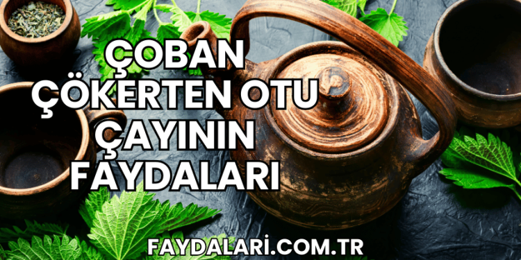 Çoban Çökerten Otu Çayının Faydaları