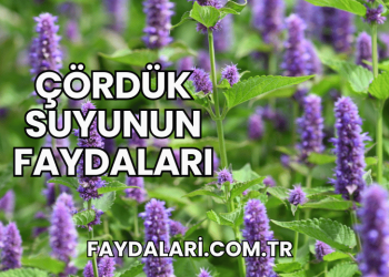 Çördük Suyunun Faydaları