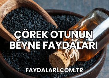 Çörek Otunun Beyne Faydaları