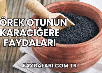 Çörek Otunun Karaciğere Faydaları