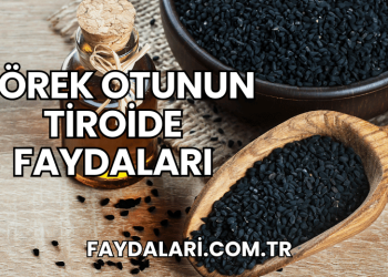 Çörek Otunun Tiroide Faydaları