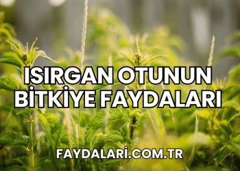 Isırgan Otunun Bitkiye Faydaları