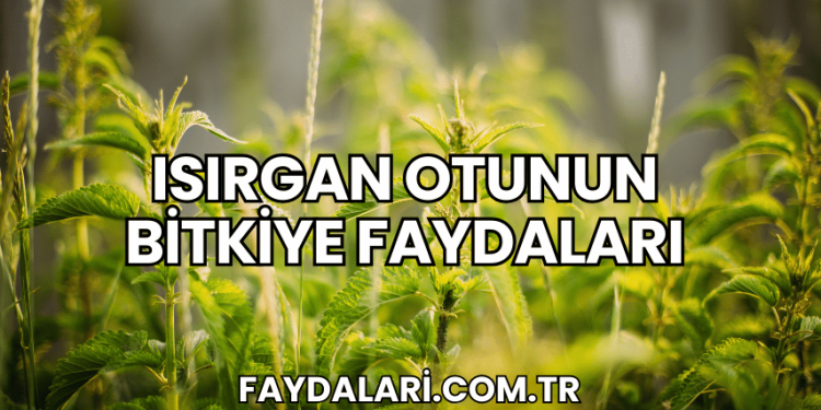 Isırgan Otunun Bitkiye Faydaları
