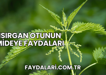 Isırgan Otunun Mideye Faydaları
