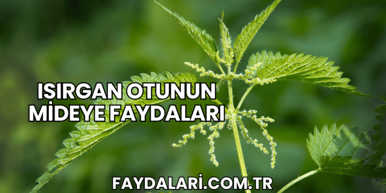 Isırgan Otunun Mideye Faydaları