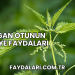 Isırgan Otunun Mideye Faydaları