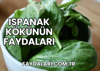 Ispanak Kökünün Faydaları