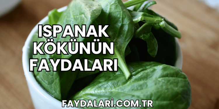 Ispanak Kökünün Faydaları