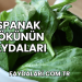 Ispanak Kökünün Faydaları