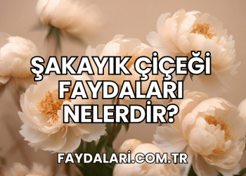 Şakayık Çiçeği Faydaları Nelerdir?