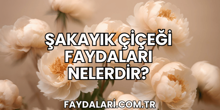 Şakayık Çiçeği Faydaları Nelerdir?