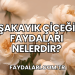Şakayık Çiçeği Faydaları Nelerdir?