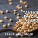 Tane Kişniş Faydaları Nelerdir?