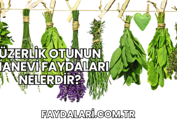 Üzerlik Otunun Manevi Faydaları Nelerdir?