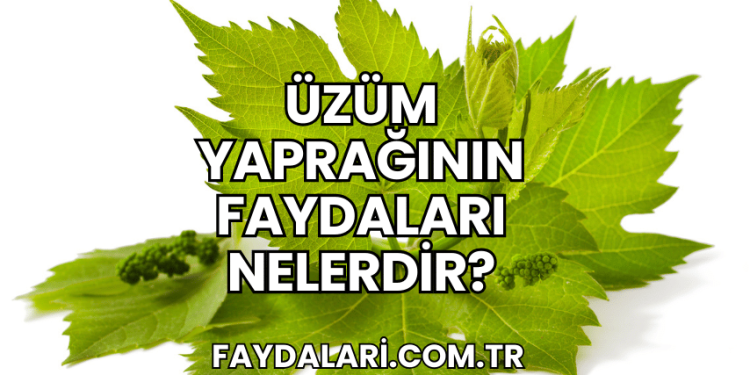 Üzüm Yaprağının Faydaları Nelerdir?