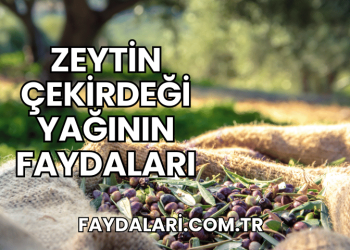 Zeytin Çekirdeği Yağının Faydaları