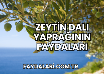 Zeytin Dalı Yaprağının Faydaları