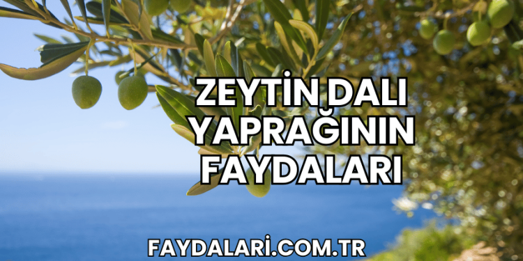 Zeytin Dalı Yaprağının Faydaları