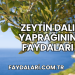 Zeytin Dalı Yaprağının Faydaları