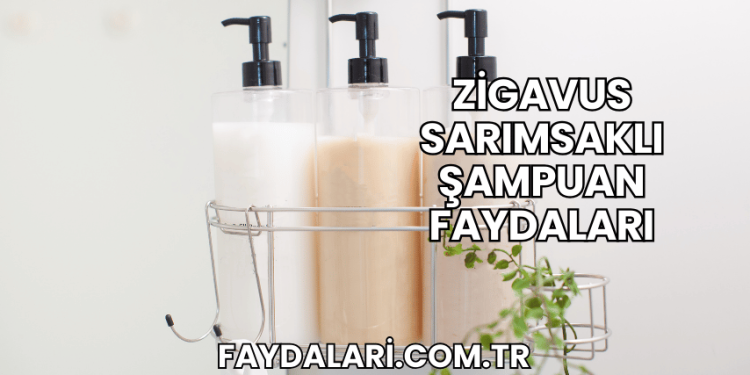 Zigavus Sarımsaklı Şampuan Faydaları