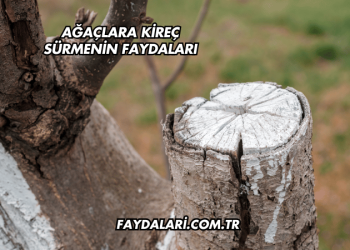 Ağaçlara Kireç Sürmenin Faydaları