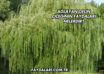 Ağlayan Gelin Çiçeğinin Faydaları Nelerdir?