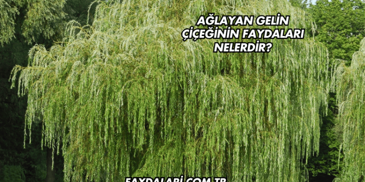 Ağlayan Gelin Çiçeğinin Faydaları Nelerdir?
