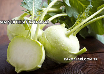 Alabaş Bitkisi Faydaları