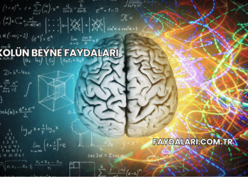 Alkolün Beyne Faydaları