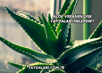 Aloe Veranın Dişe Faydaları Nelerdir?