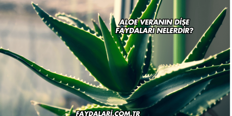 Aloe Veranın Dişe Faydaları Nelerdir?