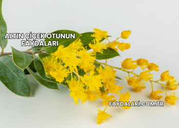 Altın Çiçek Otunun Faydaları