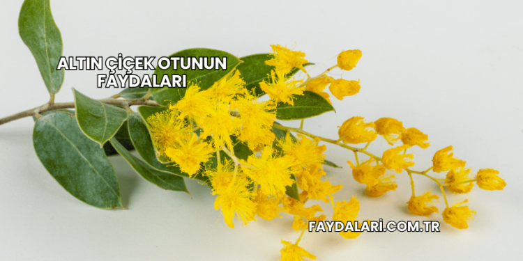 Altın Çiçek Otunun Faydaları
