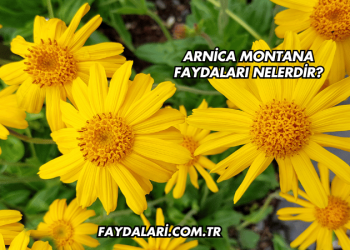 Arnica Montana Faydaları Nelerdir?
