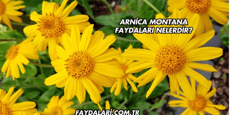 Arnica Montana Faydaları Nelerdir?