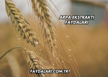 Arpa Ekstraktı Faydaları
