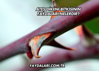 Ateş Dikeni Bitkisinin Faydaları Nelerdir?