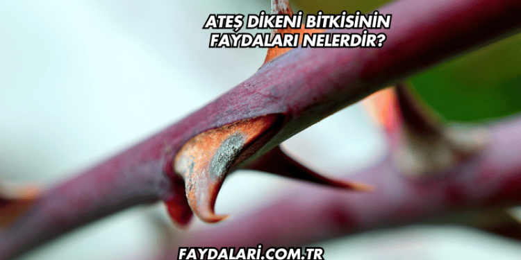 Ateş Dikeni Bitkisinin Faydaları Nelerdir?