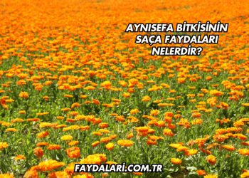 Aynısefa Bitkisinin Saça Faydaları Nelerdir?