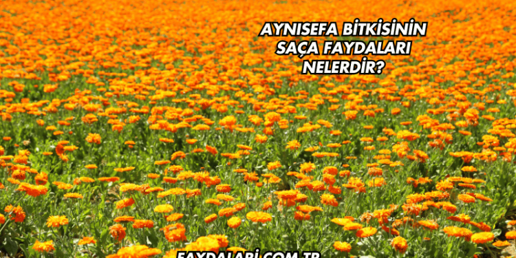 Aynısefa Bitkisinin Saça Faydaları Nelerdir?