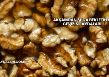 Akşamdan Suda Bekletilen Cevizin Faydaları