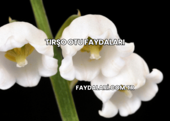 Tırşo Otu Faydaları