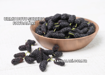 Urmu Dutu Şurubu Faydaları