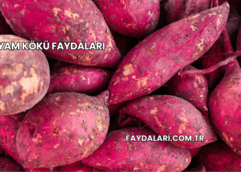 Yam Kökü Faydaları