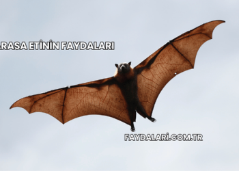 Yarasa Etinin Faydaları