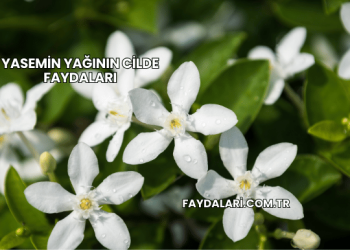 Yasemin Yağının Cilde Faydaları