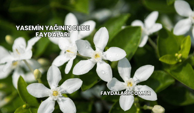 Yasemin Yağının Cilde Faydaları